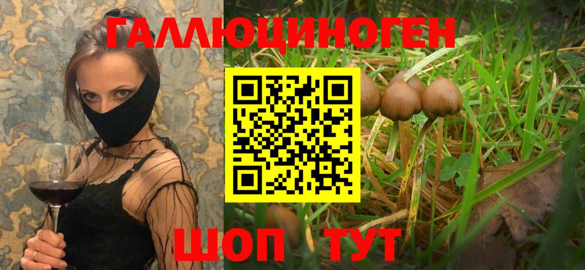 купить наркоту  Псилоцибиновые грибы Psilocybe  Вход с VPN  Алейск 